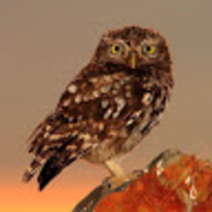 Meet your Posher, Dede